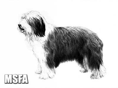 "Bearded Collie" by Mike Sibley