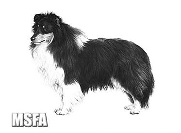 "Shetland Sheepdog" by Mike Sibley