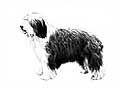 "Bearded Collie" by Mike Sibley